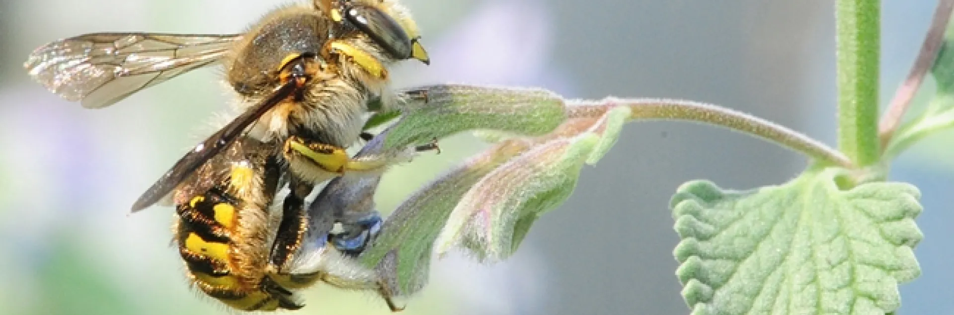 Male European wool carder bee heads for a catmint (Nepeta) leaf. (Photo by Kathy Keatley Garvey)