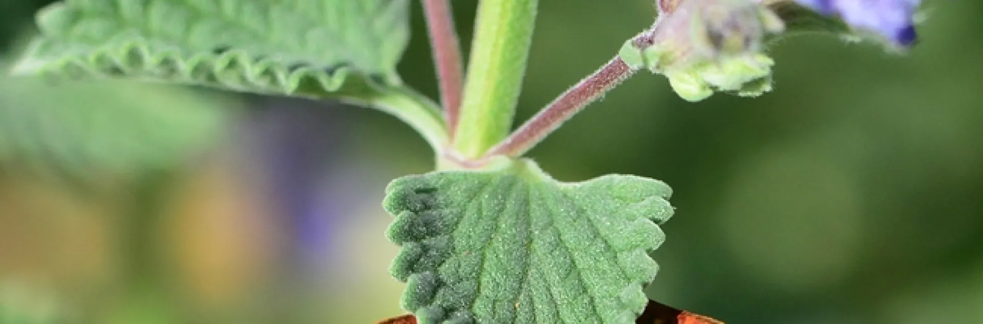 What's behind the catmint leaf (Nepeta)? (Photo by Kathy Keatley Garvey)
