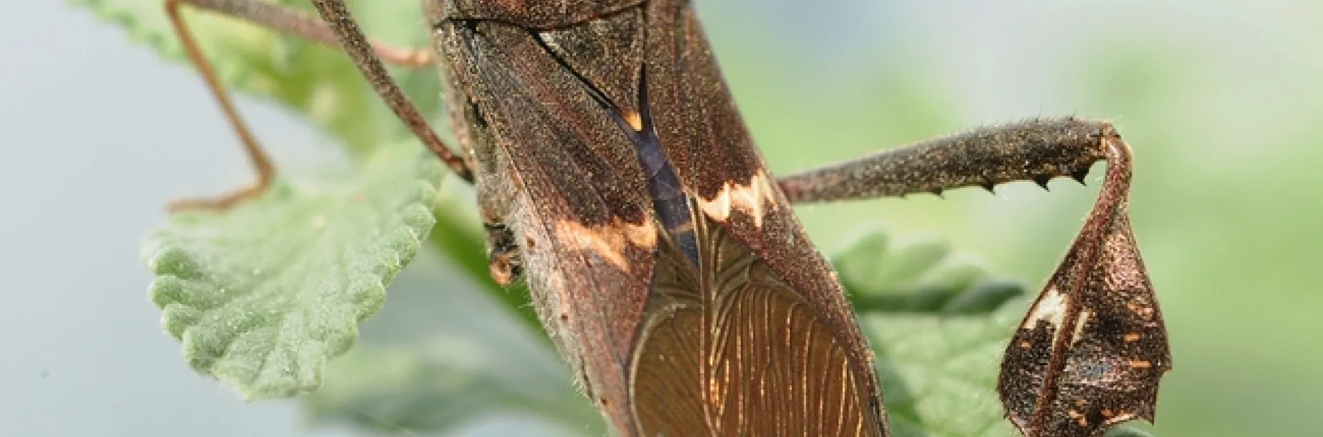 Close-up of leaffooted bug. (Photo by Kathy Keatley Garvey)