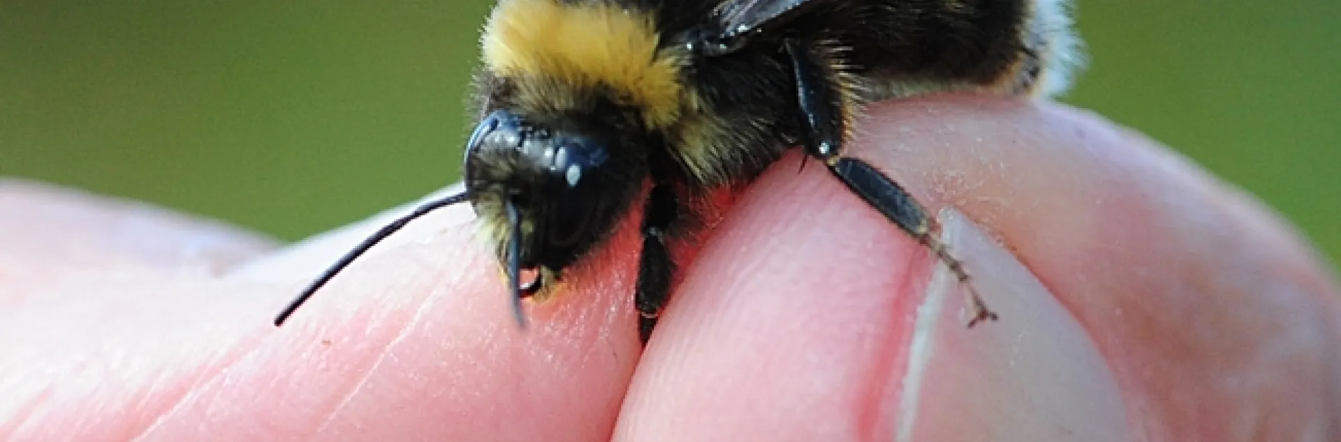 Close-up of a male Western bumble bee (Bombus occidentalis) found Aug. 15 at Mt. Shasta. (Photo by Kathy Keatley Garvey)