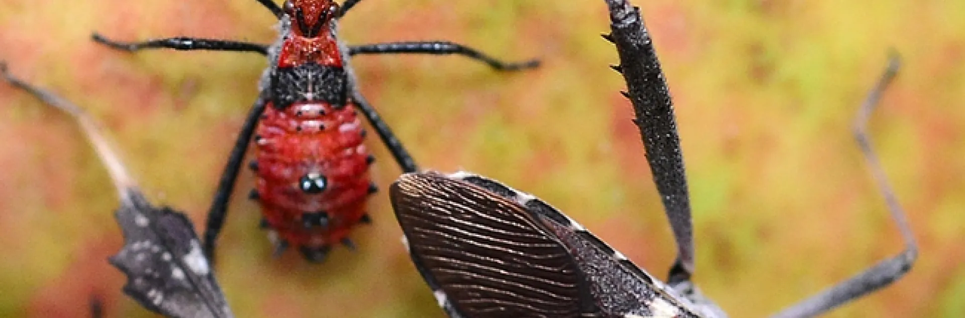 Red nymph of leaffooted bug, Leptoglossus zonatus. (Photo by Kathy Keatley Garvey)