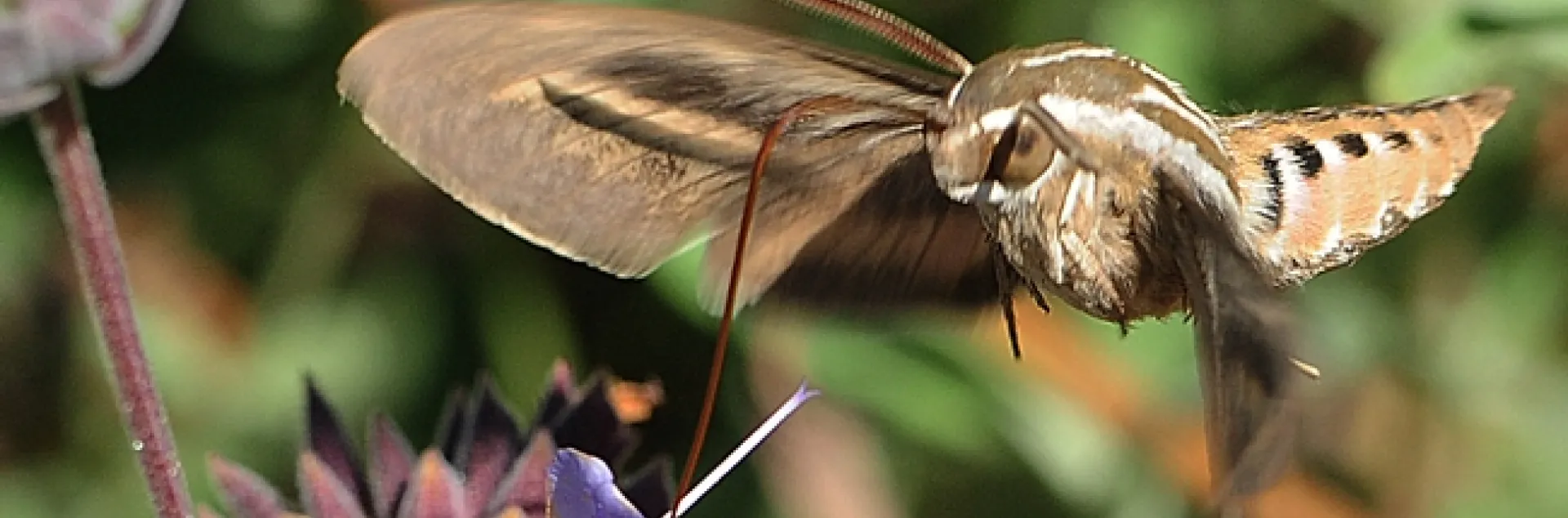 White-lined sphinx moth in flight. (Photo by Kathy Keatley Garvey)