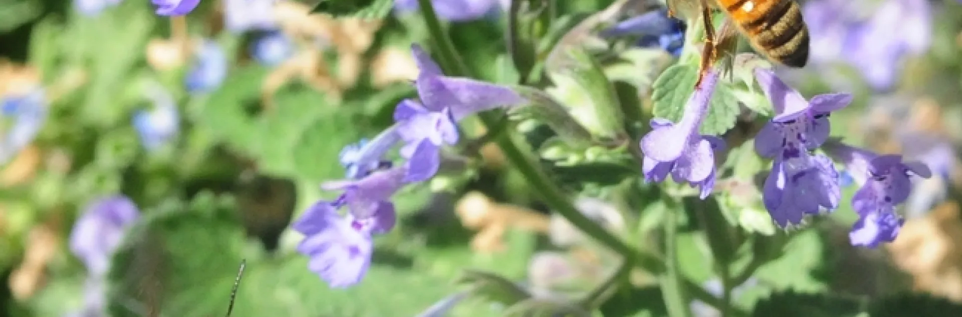 Male European carder bee (left) targets a honey bee on catmint. (Photo by Kathy Keatley Garvey)
