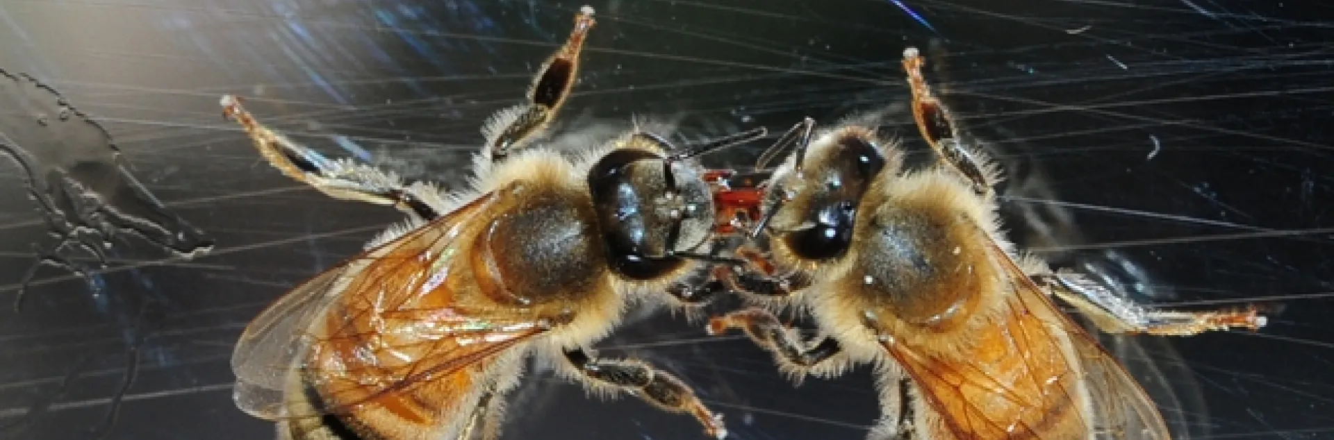Worker bees--sisters--sharing nectar at the Harry H. Laidlaw Jr. Honey Bee Research Facility at the University of California, Davis. (Photo by Kathy Keatley Garvey)