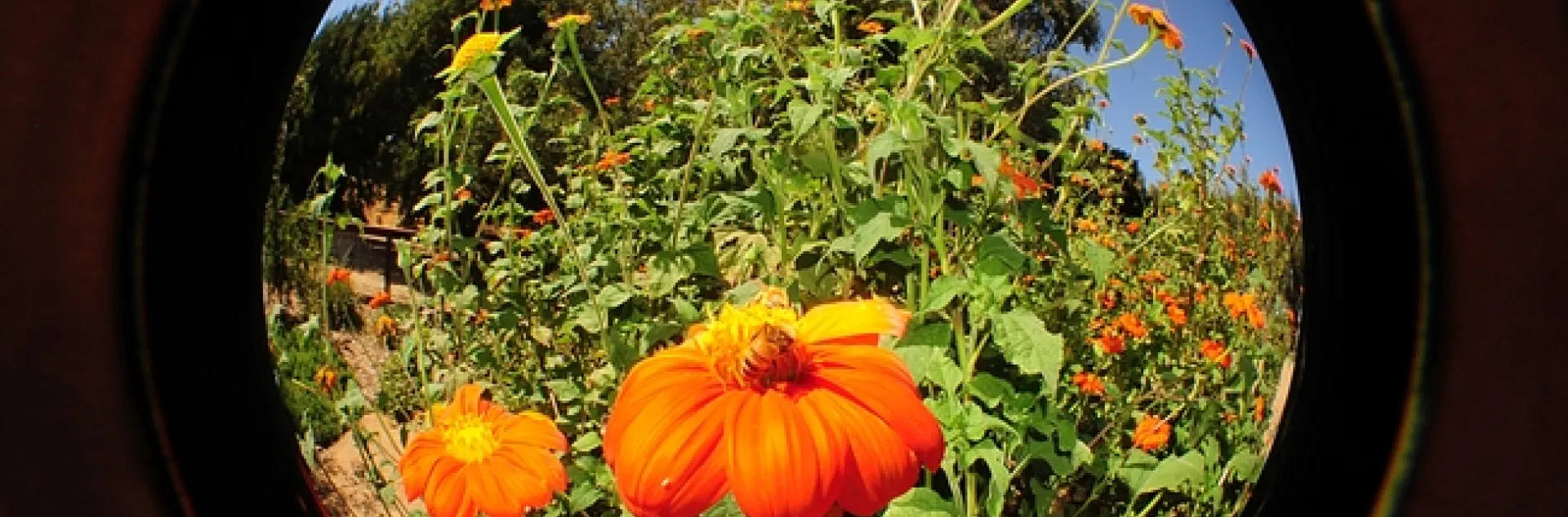 Fisheye of Mexican sunflowers (Tithonia) in the Haagen-Dazs Honey Bee Haven. (Photo by Kathy Keatley Garvey)