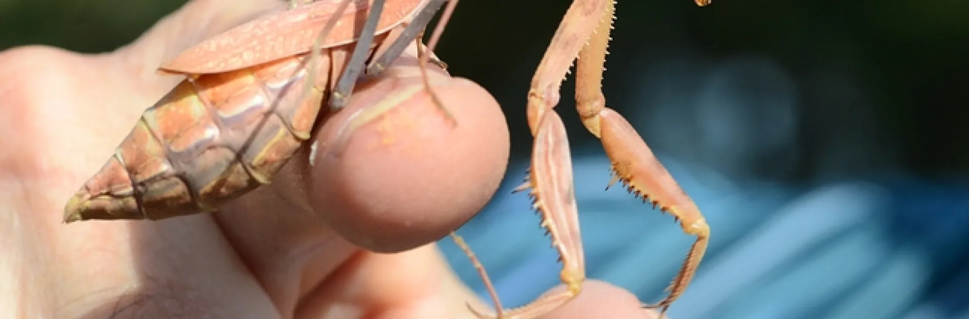 Pregnant praying mantis. (Photo by Kathy Keatley Garvey)
