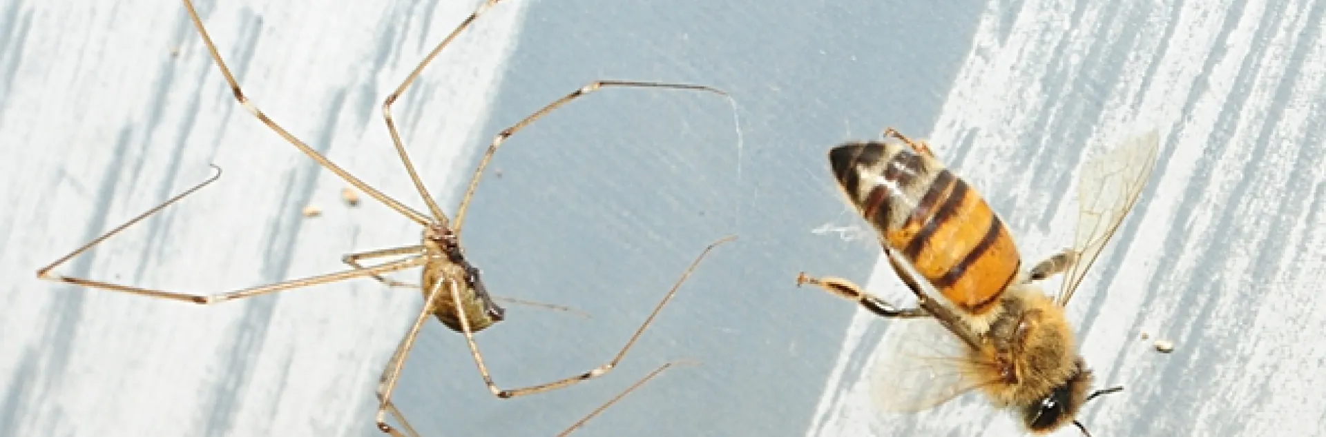 Honey bee is snared in the web of a garden spider. (Photo by Kathy Keatley Garvey)