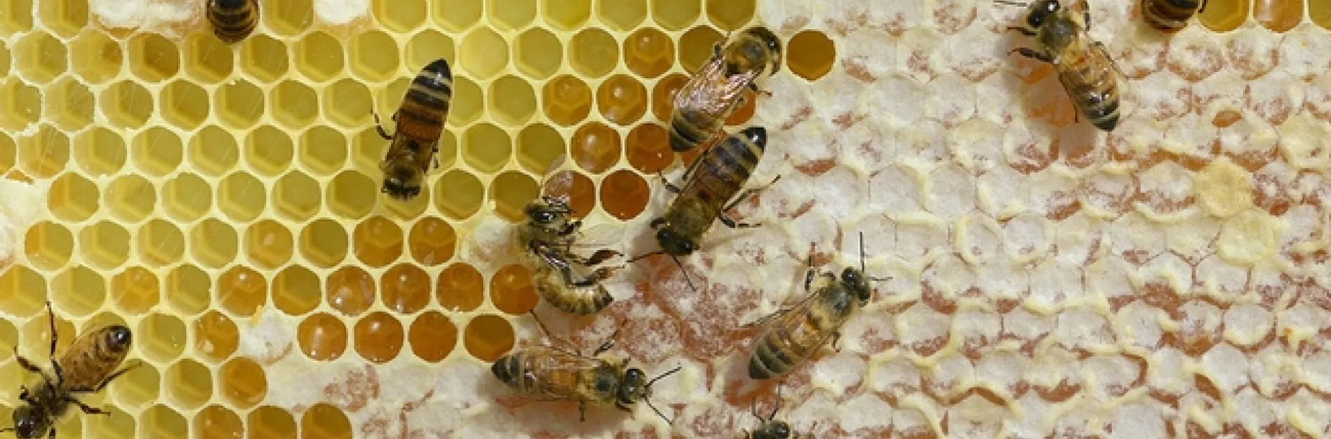A frame of honey at the Harry H. Laidlaw Jr. Honey Bee Research Facility, UC Davis. (Photo by Kathy Keatley Garvey