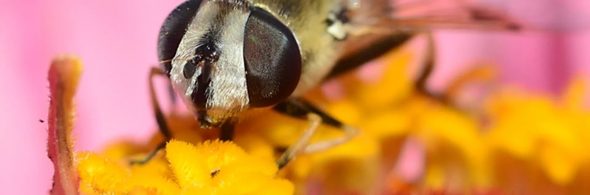 Close-up of a fly, genus Eristalis, on a flower. (Photo by Kathy Keatley Garvey)