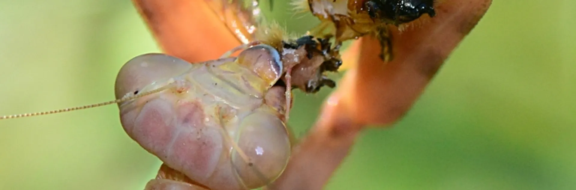Praying mantis lops off the head of a honey bee. (Photo by Kathy Keatley Garvey)