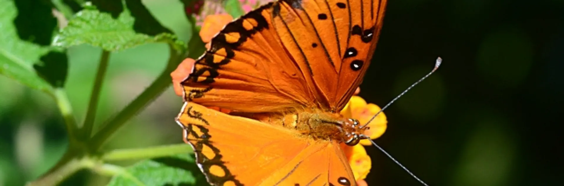 Gulf Fritillary on lantana. (Photo by Kathy Keatley Garvey)