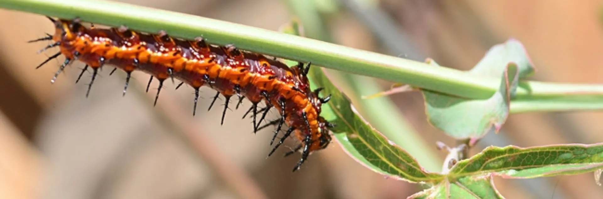 Gulf Fritillary (Agraulis vanilla) heads for a tasty leaf on a passion flower vine. (Photo by Kathy Keatley Garvey)