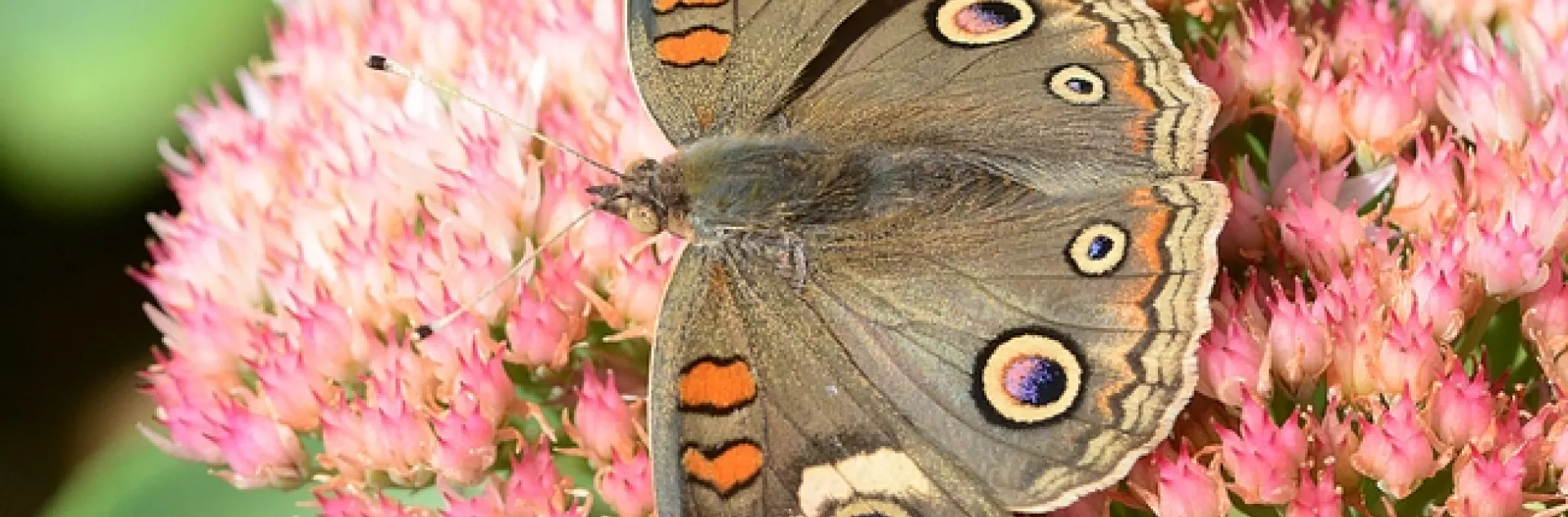 Buckeye (Junonia coenia) spreads its wings on sedum. (Photo by Kathy Keatley Garvey)