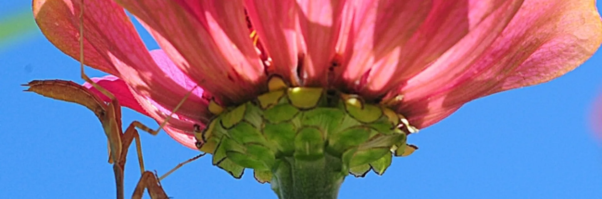 Praying mantis hangs upside down on a zinnia. (Photo by Kathy Keatley Garvey)