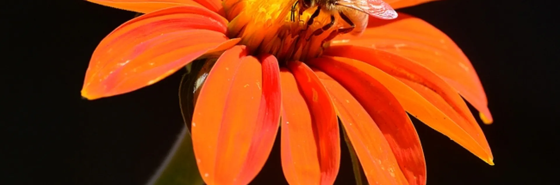 Honey bee nectaring Mexican sunflower (Tithonia) at the Haagen-Dazs Honey Bee Haven, UC Davis. (Photo by Kathy Keatley Garvey)