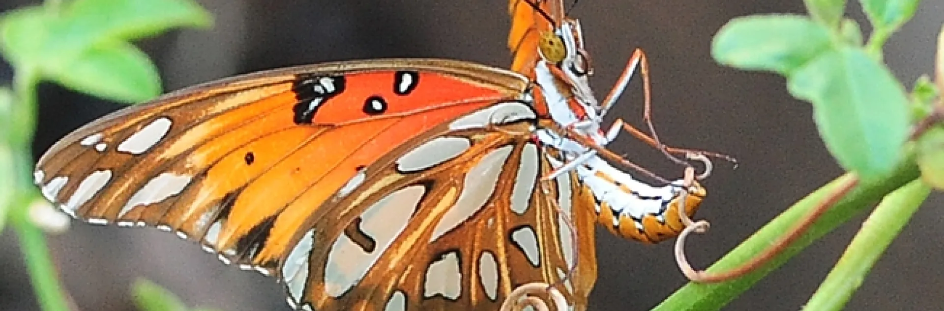A Gulf Fritillary butterfly in the process of laying an egg on a passion flower vine. (Photo by Kathy Keatley Garvey)