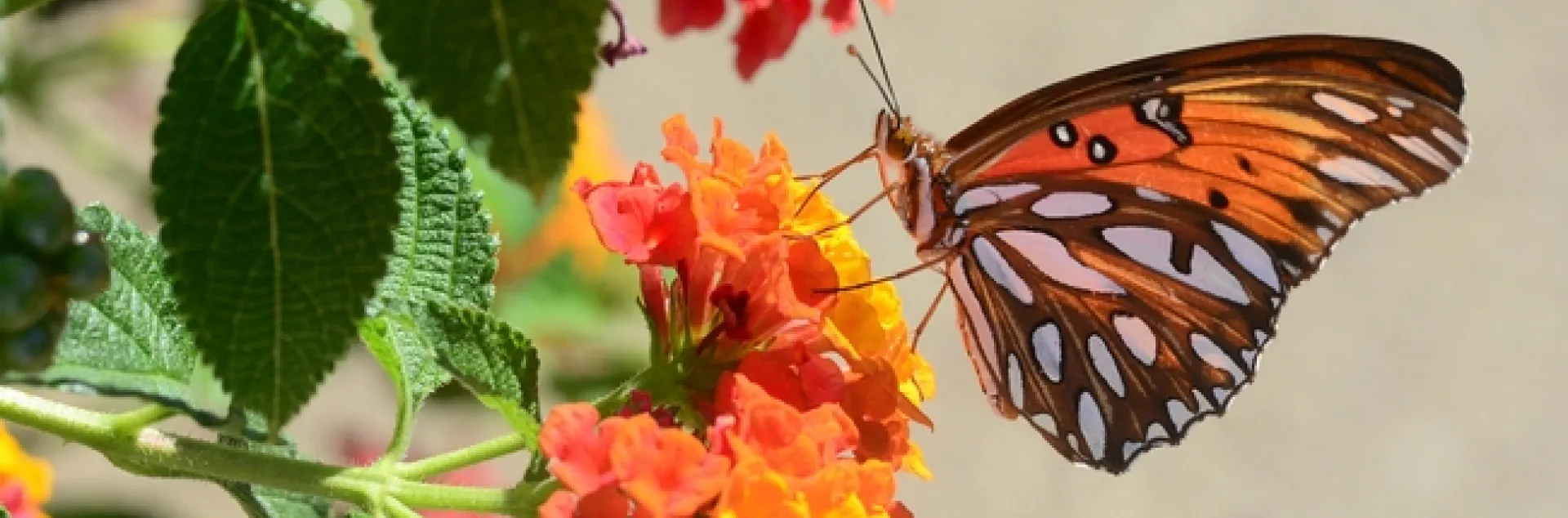 The silver-spangled underside of the Gulf Fritillary, shown here nectaring lantana. (Photo by Kathy Keatley Garvey)