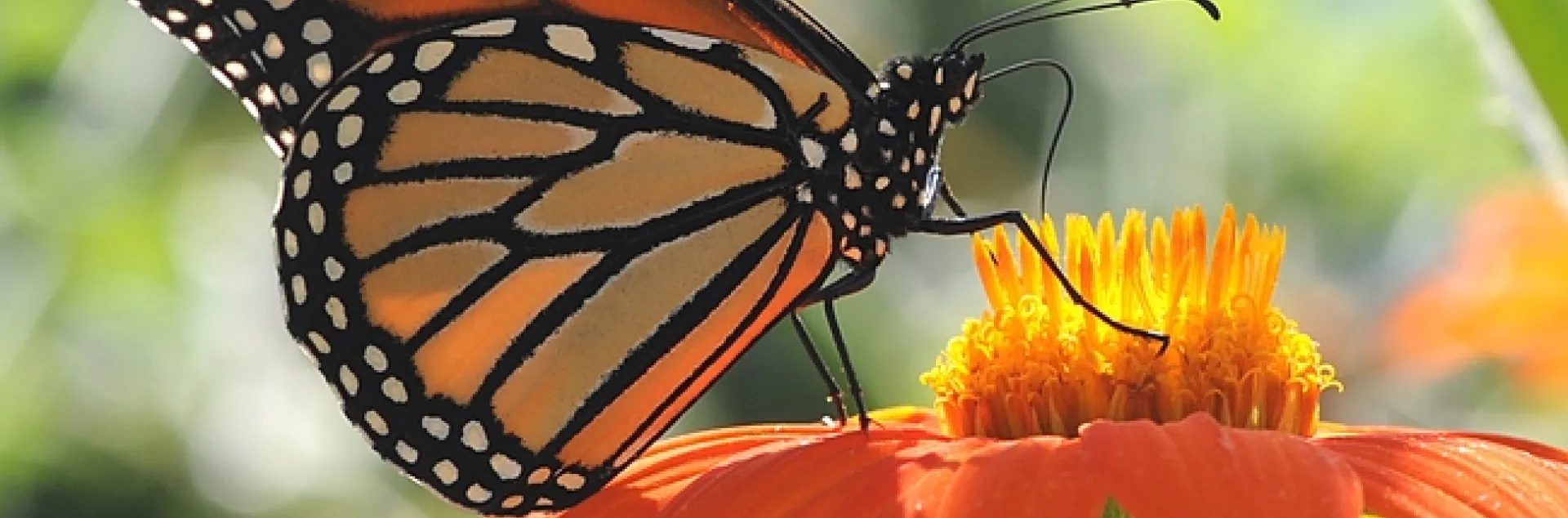 Monarch butterfly nectaring a Mexican sunflower (Tithonia). (Photo by Kathy Keatley Garvey)