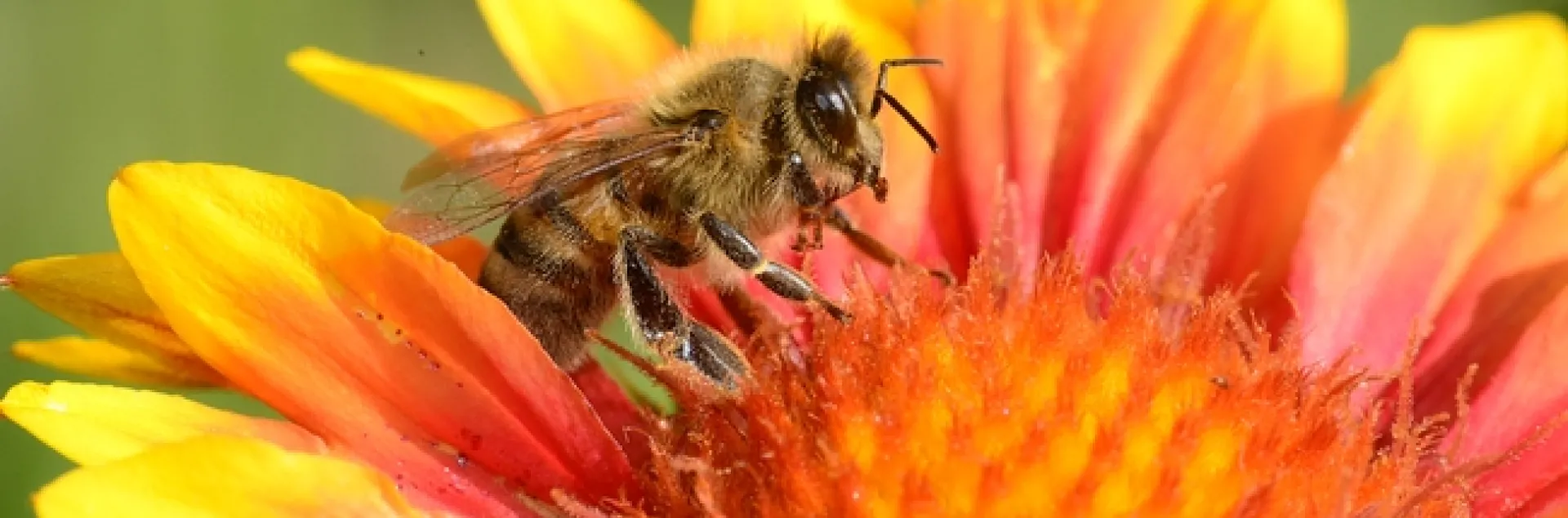 Honey bee on a blanket flower, Gaillardia. (Photo by Kathy Keatley Garvey)