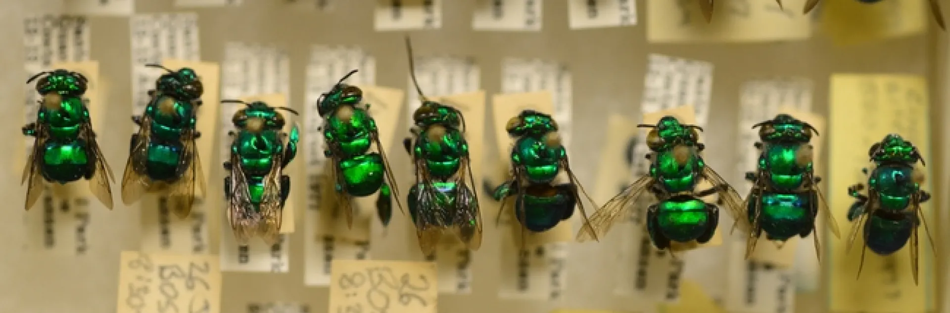 New World orchid bees at the Bohart Museum of Entomology. (Photo by Kathy Keatley Garvey)