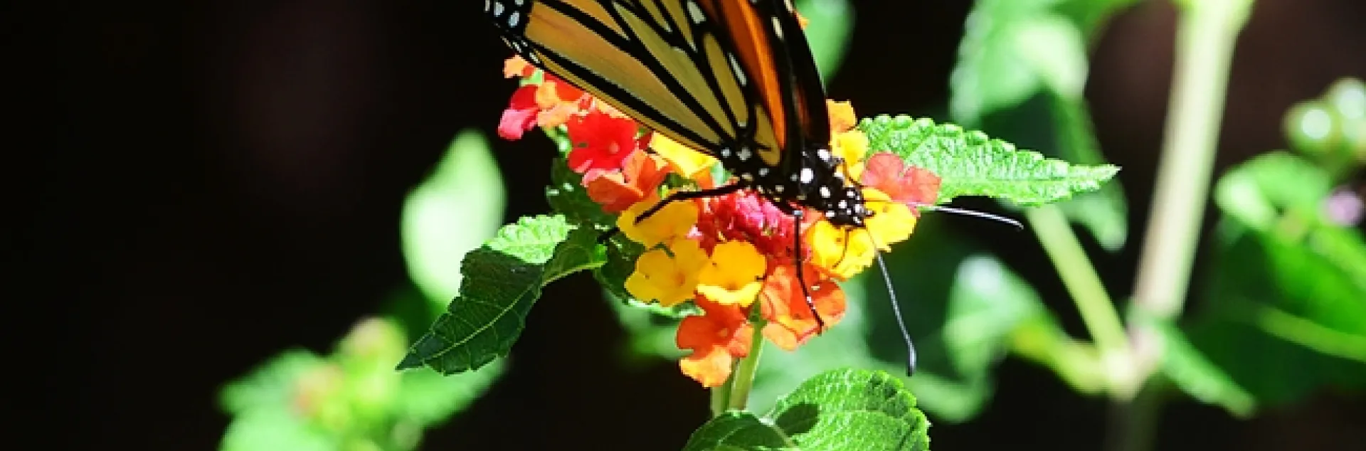 Monarch butterfly nectaring lantana, while a digger bee, Anthophora urbana, heads toward it. (Photo by Kathy Keatley Garvey)