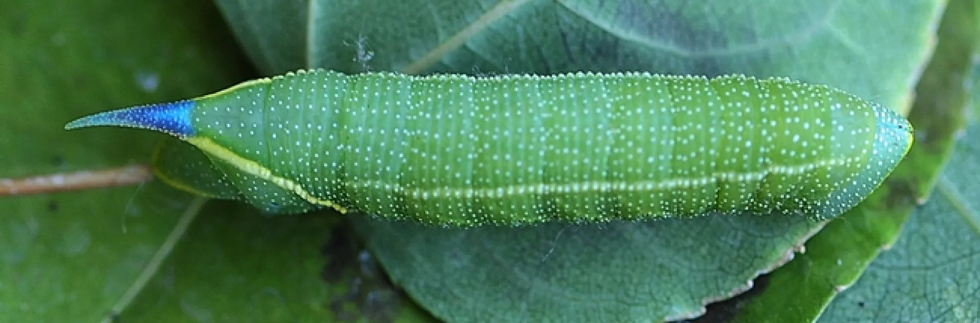 Close-up of a Smerinthus cerisyi caterpillar. (Photo by Kathy Keatley Garvey)
