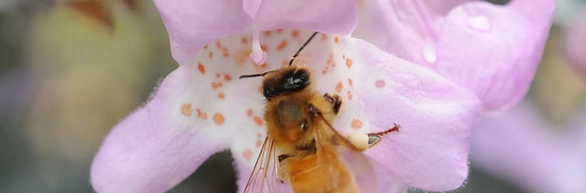 Honey bee on a cenizo, Leucophyllum frutescens. (Photo by Kathy Keatley Garvey)