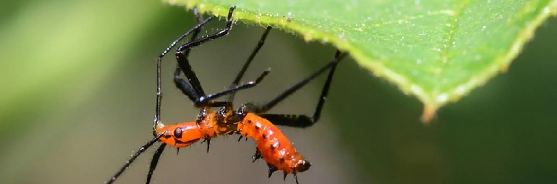 Leaffooted bug nymphs, Leptoglossus clypealis. (Photo by Kathy Keatley Garvey)