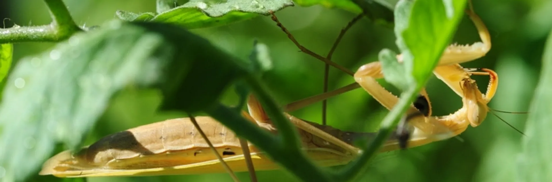 Praying mantis, accidentally splashed with water, tries to remove the droplets. (Photo by Kathy Keatley Garvey)