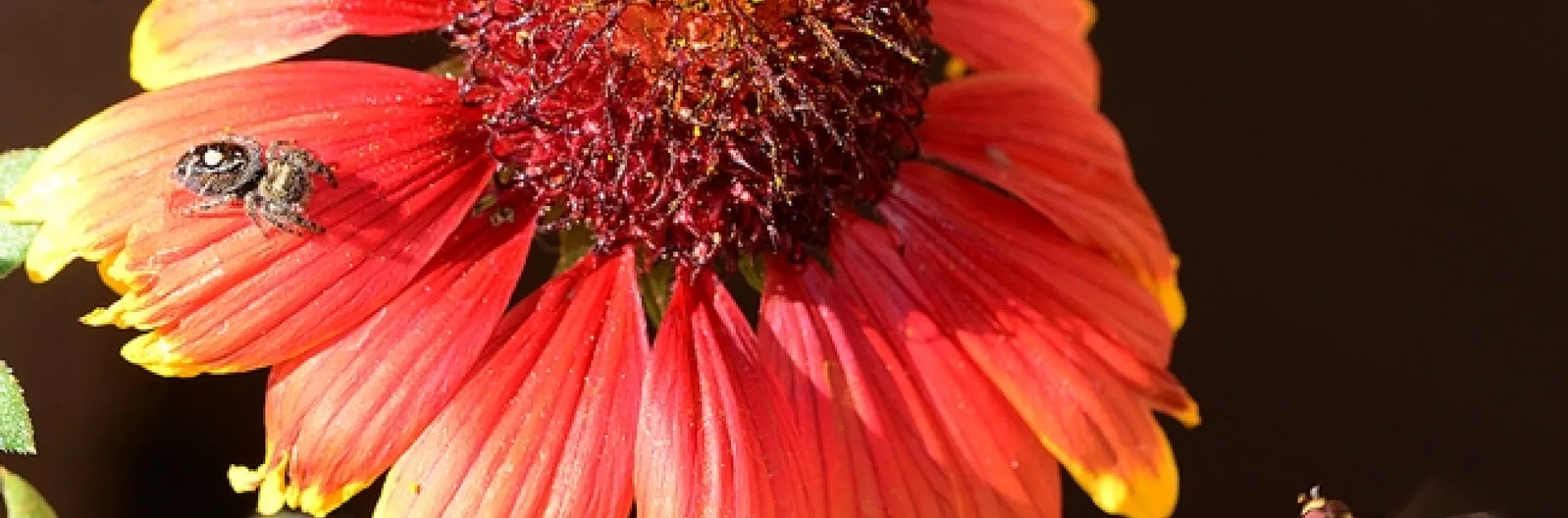 Syrphid fly (right) circles a blanket flower, unaware of the jumping spider. (Photo by Kathy Keatley Garvey)