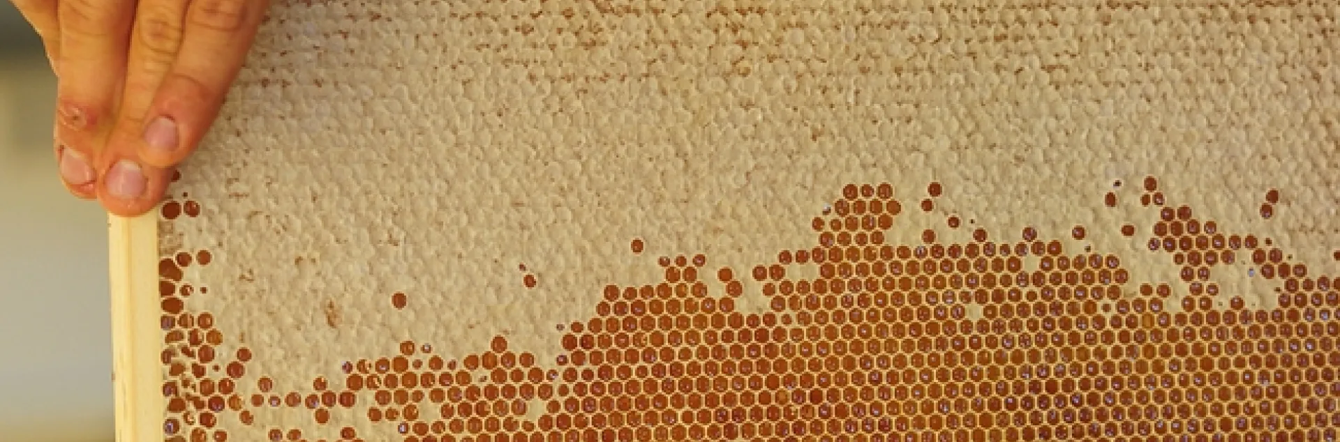 A frame of honey from the Harry H. Laidlaw Jr. Honey Bee Research Facility, UC Davis. (Photo by Kathy Keatley Garvey)