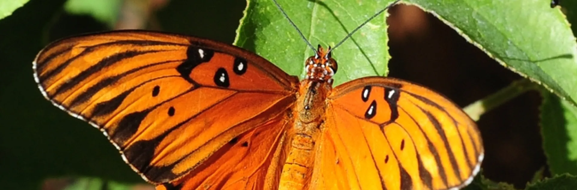 Gulf Fritillary butterfly showing signs of a predatory miss. (Photo by Kathy Keatley Garvey)