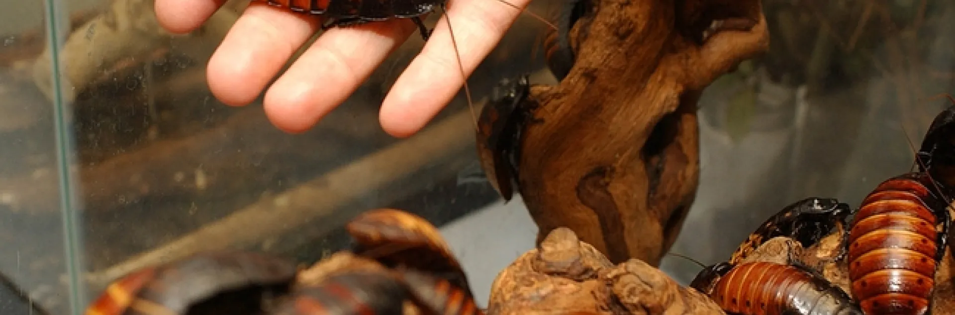 Madagascar hissing cockroaches are a big attraction at the Bohart Museum of Entomology. (Photo by Kathy Keatley Garvey)