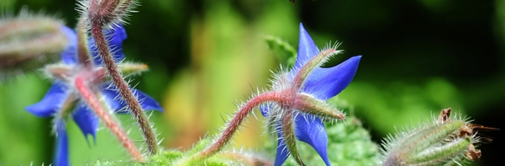 Honey bee heading for borage. (Photo by Kathy Keatley Garvey)