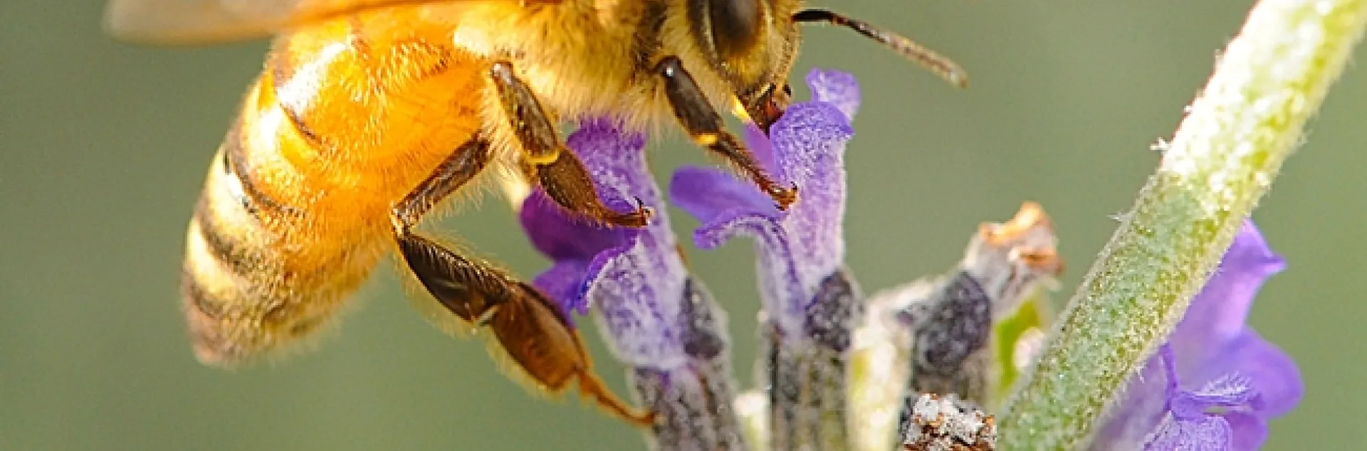 A golden honey bee nectaring lavender. Seventeen states list the honey bee as their state insect. (Photo by Kathy Keatley Garvey)