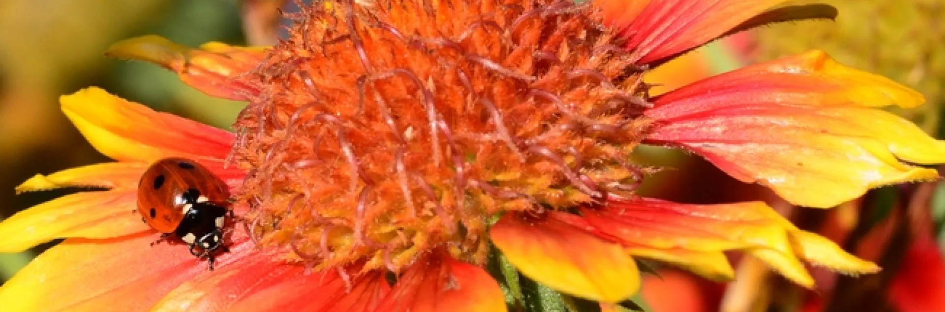 Lady beetle, aka ladybug, prowling for aphids on a blanket flower, Gaillardia. (Photo by Kathy Keatley Garvey)