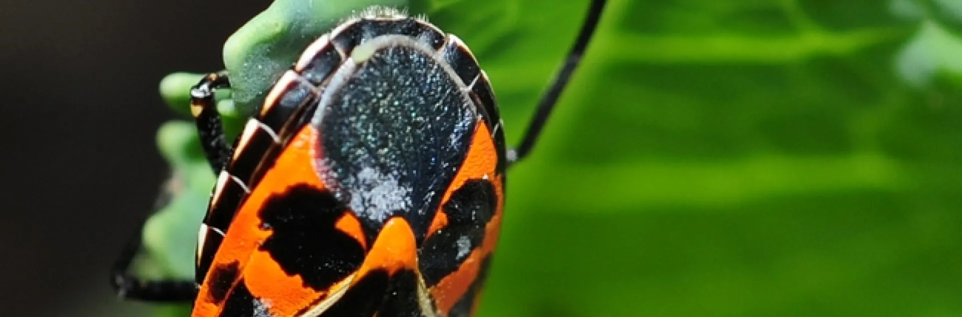 Harlequin cabbage bug feeding on cabbage. (Photo by Kathy Keatley Garvey)