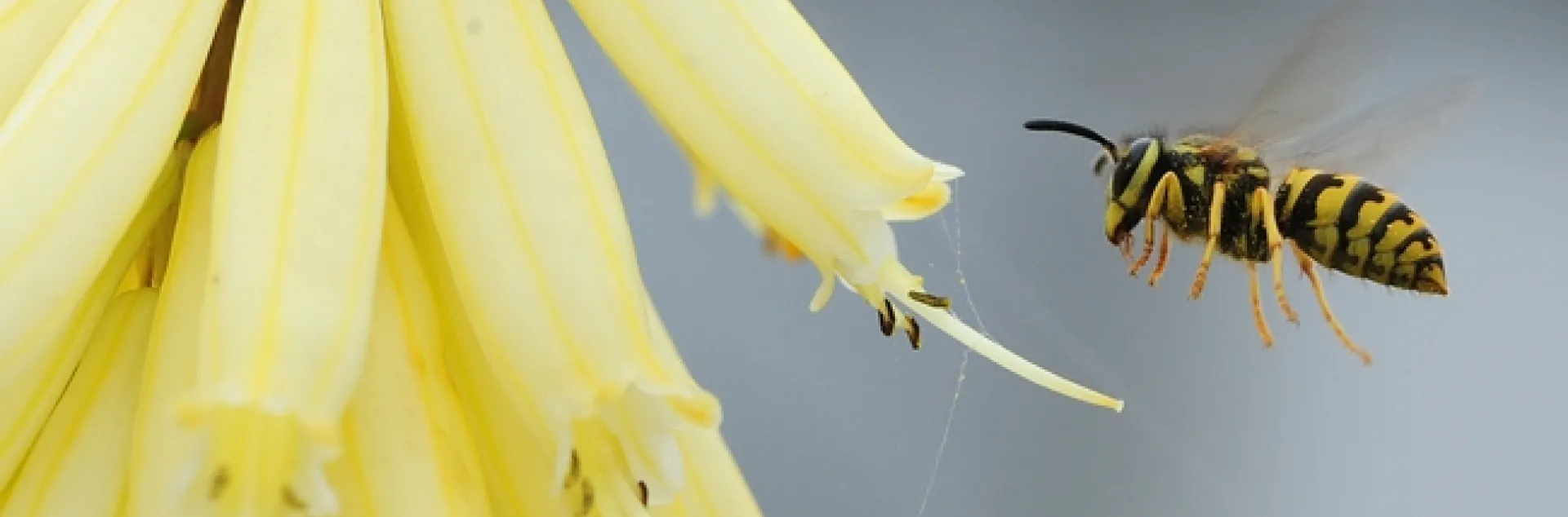 Western yellowjacket (Vespula penyslvanica) heading toward a red-hot poker (but this variety is yellow). (Photo by Kathy Keatley Garvey)
