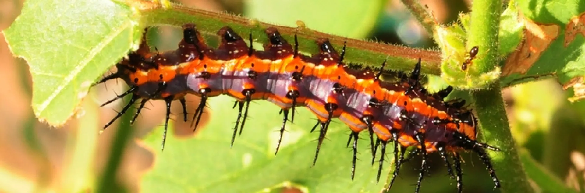 Ant investigates a Gulf Fritillary caterpillar. (Photo by Kathy Keatley Garvey)