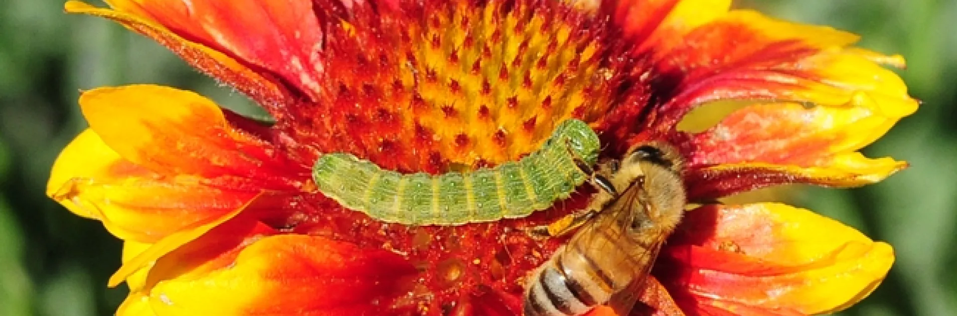 Buddies? A honey bee edges toward a Noctuid caterpillar. (Photo by Kathy Keatley Garvey)