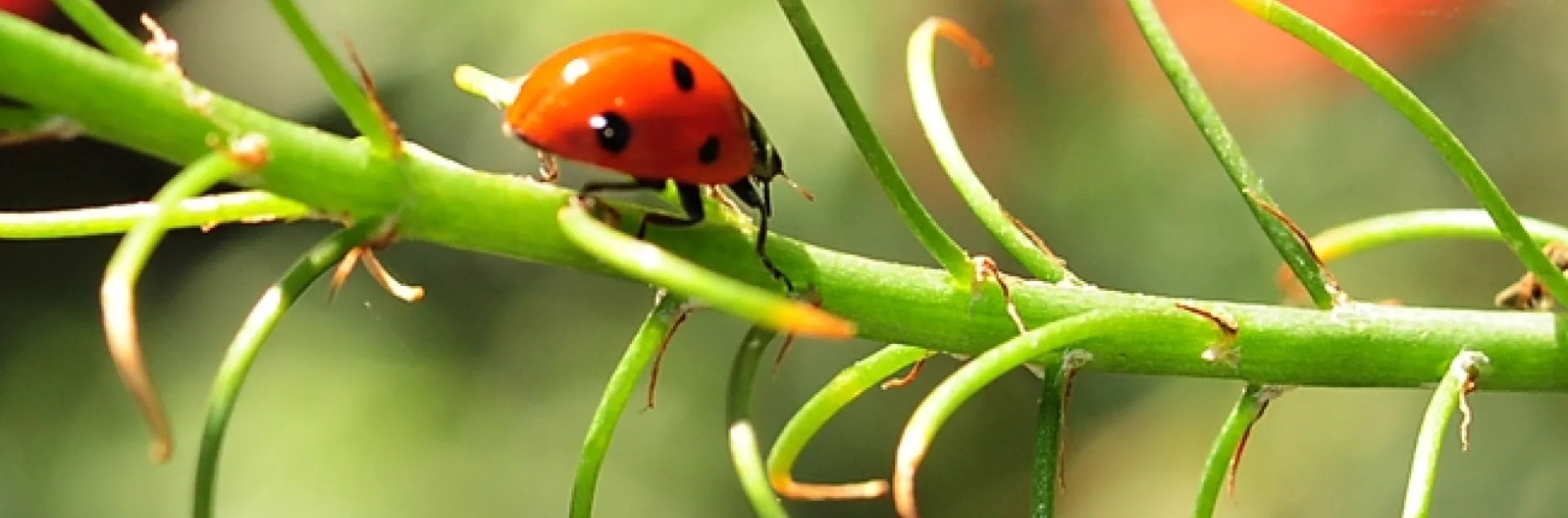 Seven-spotted lady beetle on a California fuchsia. (Photo by Kathy Keatley Garvey)