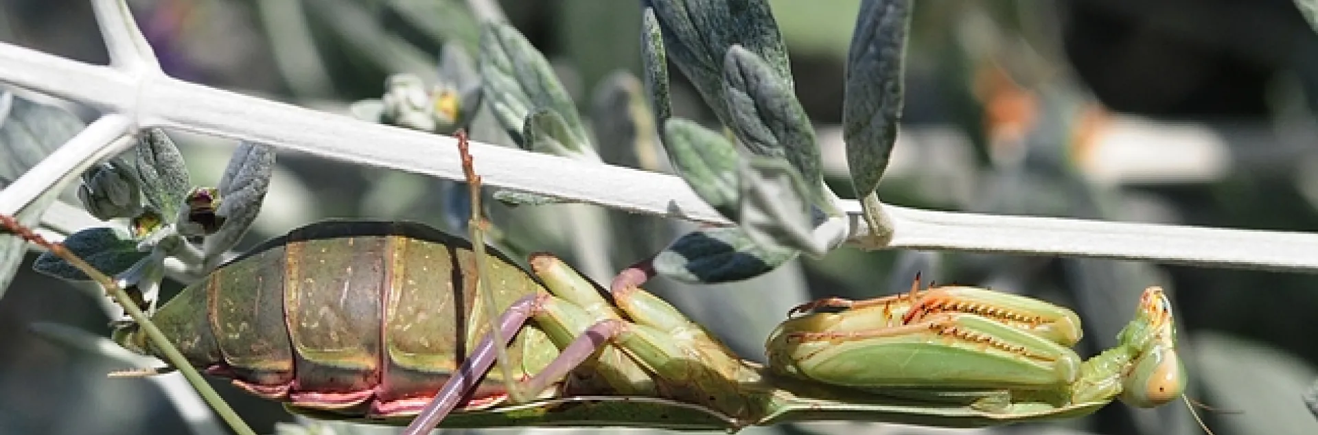 Pregnant praying mantis camouflaged on a germander twig. (Photo by Kathy Keatley Garvey)