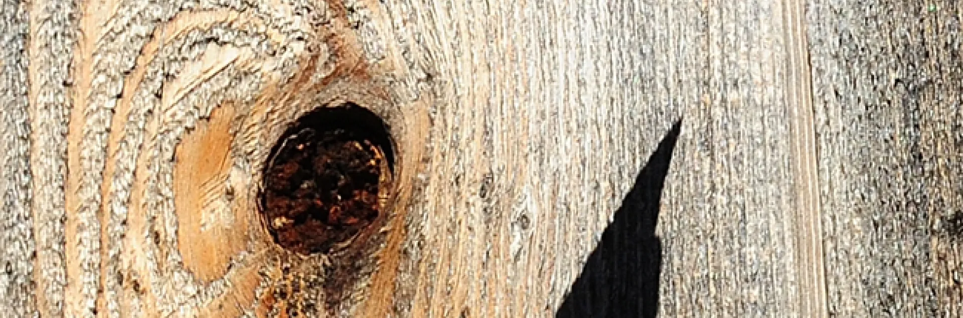 Gulf Fritillary, Agraulis vanillae, casts a shadow. (Photo by Kathy Keatley Garvey)