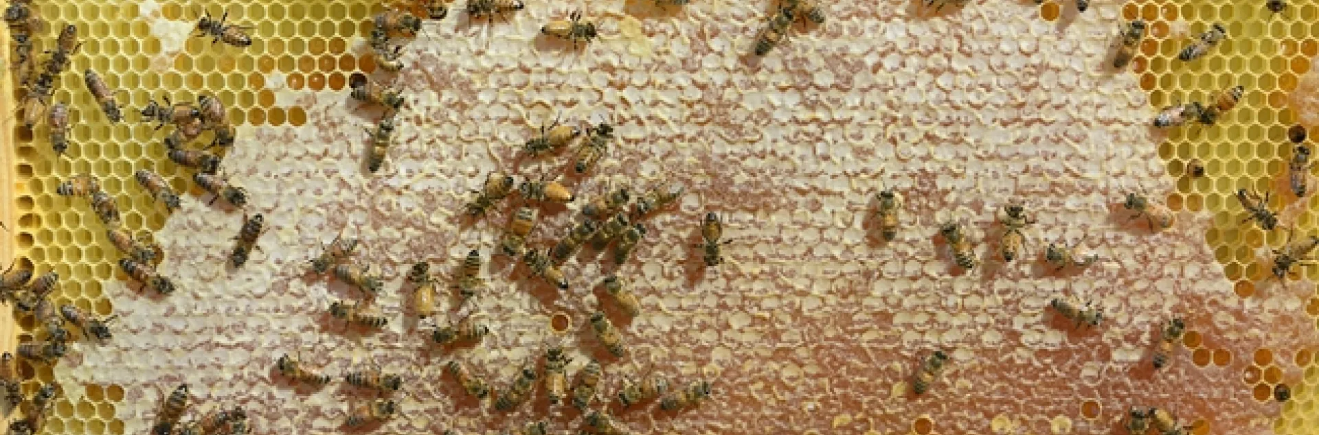 Bee observation hive will be one of the attractions at the Bohart Museum of Entomology open house. (Photo by Kathy Keatley Garvey)