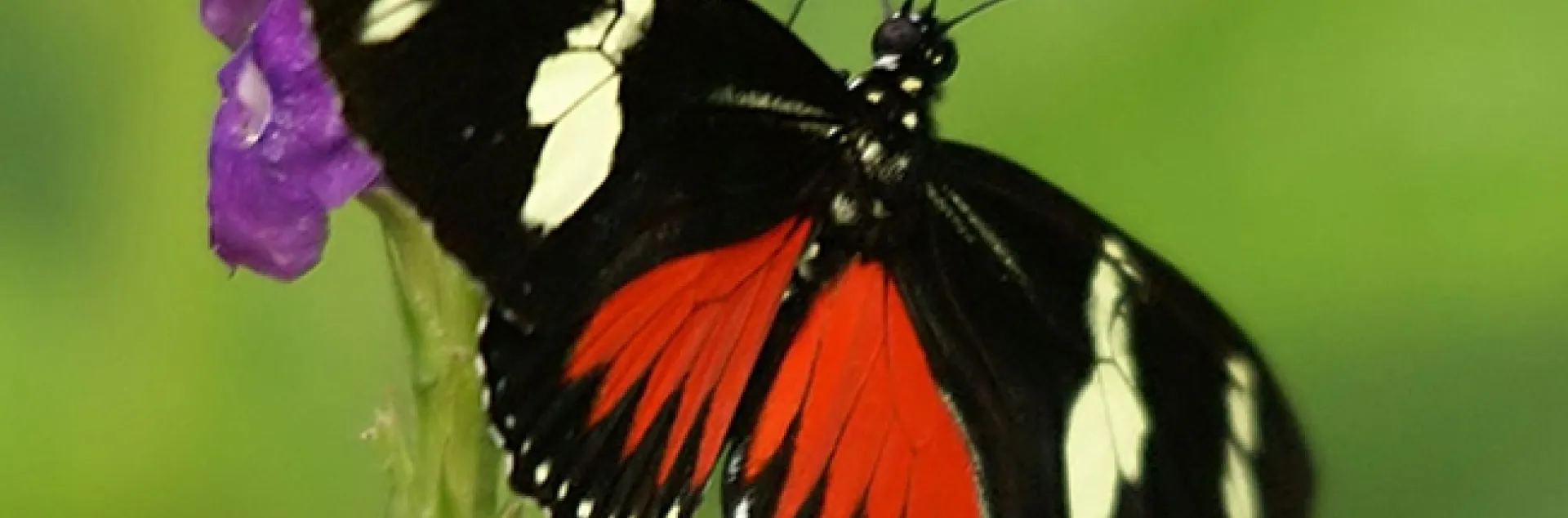 Doris Longwing (Lapus doris viridis) at Puentes Colgantes near Arenal Volcano, Costa Rica. (Photo by Hans Hillewaert, Courtesy of Wikipeda)