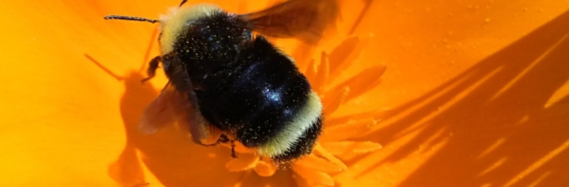Worker bumble bee, Bombus vosnesenskii, foraging on a California poppy. (Photo by Gary Zamzow)