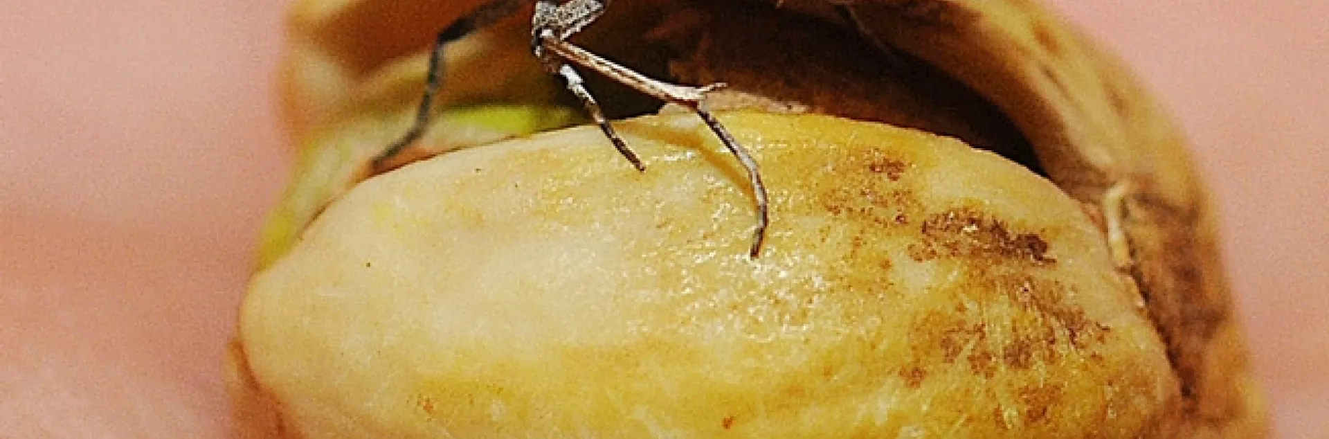 Navel orangeworms lay their eggs in almonds, pistachios and walnuts, with the resulting caterpillars (larvae) causing major damage. This is an adult on a pistachio. (Photo by Kathy Keatley Garvey)
