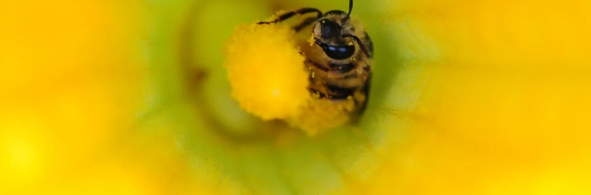 Squash bee inside pumpkin blossom. (Photo by Kathy Keatley Garvey)