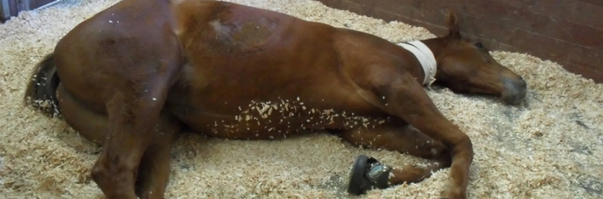 BEFORE: Hulahalla, a three-year-old thoroughbred filly with acute laminitis in both front feet. She refused to stand up. (Photo courtesy of Alonso Guedes)