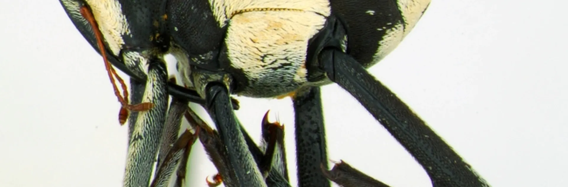 This species, from genus Macrocopturus, is waiting to be described. And waiting for a name. (Photo by Andrew Richards)